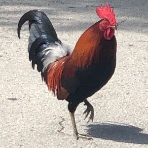 KW Rooster pic for fun 🌺🌴
